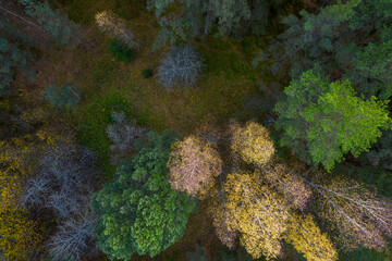 Directly above aerial drone full frame shot of green emerald pine forests and yellow foliage groves with beautiful texture of treetops. Beautiful fall season scenery. Mountains in autumn golden colors