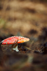 toadstool at the forest,mushroom close-up, poisonous mushroom