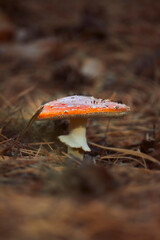 toadstool at the forest,mushroom close-up, poisonous mushroom