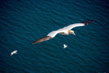 Close up of Flying Large White Sea Bird Gannets with a huge wingspan over blue sky and ocean on English clifftops, Gliding, slope soaring and riding thermals and Ridge lift from cliff face updrafts