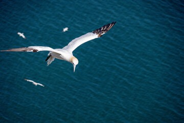 Close up of Flying Large White Sea Bird Gannets with a huge wingspan over blue sky and ocean on English clifftops, Gliding, slope soaring and riding thermals and Ridge lift from cliff face updrafts