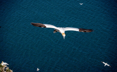 Close up of Flying Large White Sea Bird Gannets with a huge wingspan over blue sky and ocean on English clifftops, Gliding, slope soaring and riding thermals and Ridge lift from cliff face updrafts