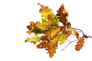 Oak leaves on branch, colorful foliage in autumn isolated on white background