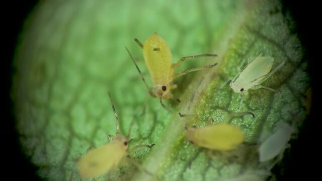 Aphid under a microscope, Aphididae - aphid superfamily (Aphidoidea, Hemiptera) on a cucumber leaf, many are dangerous pests of cultivated plants