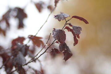 branch in the foreground with yellow and red leaves
