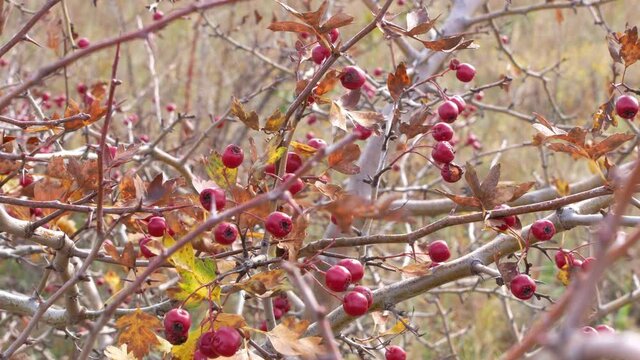 Wild midland or English hawthorn, woodland hawthorn or mayflower Crataegus laevigata red berries on a bush branch growing on the mountain. Healthy medicinal plants.