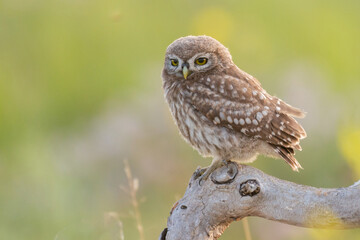 Little owl Athene noctua in the wild. Close up