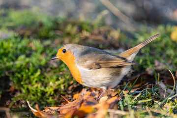 Garden Birds. Robin Erithacus rubecula in the wild