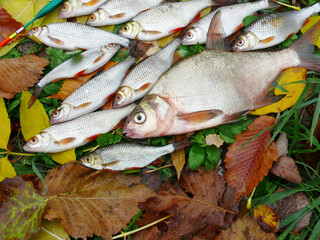 Lucky catch. River fish pike, roach, bream lying on the grass among autumn leaves.