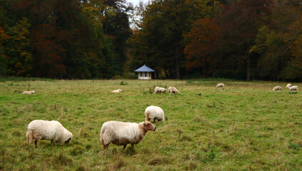 Fototapeta premium Sheep on a meadow, colorful autumn forest trees on background. Farm animals on green grass field. Tranquil countryside scene. No people, copy space. 
