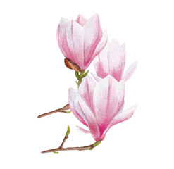 bouquet of magnolia watercolor illustration isolated on white