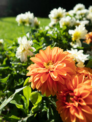 Orange and white flowers in a garden
