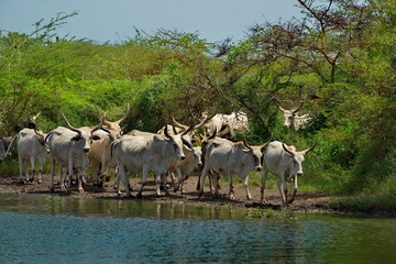 West Africa. Senegal. A herd of humpback Zebu cows with huge horns came to a small lake to drink.
