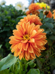 Portrait of an orange flower