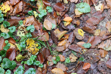 Autumn leaves on the ground. Abstract natural background. No people, copy space. Fall season background. 