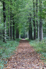 Beautiful autumn forest. Foot path, green trees, red leaves on the ground, no people. Fall season in a park. 