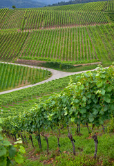 Traditional vineyards panorama, Baden, Germany