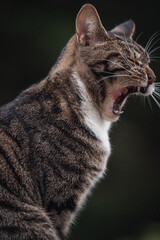 close up portrait of a cat yawing 
