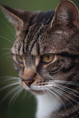 Naklejka premium close up portrait of a cat