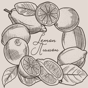 Sketch drawing of a lemon wreath. Vector illustration of a lemon. Lemon fruits and leaves. Ripe lemon hand drawing.