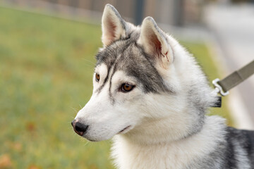 portrait of a husky dog close-up