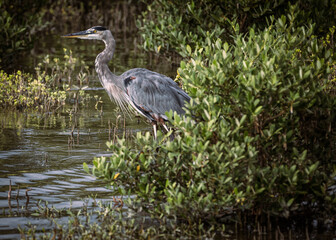 great blue heron, south padre island, texas