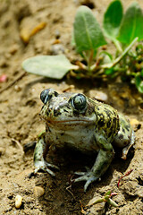 Pelobates cultripes or spur toad, a species of frog in the Bufonidae family.