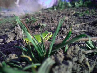 FROG