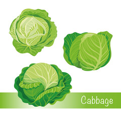 Vector illustration of cabbage set. White cabbage. Isolated On A White Background. Healthy organic food, fresh green vegetables in cartoon flat style. - obrazy, fototapety, plakaty