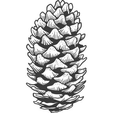 Pine cone sketch engraving Isolated