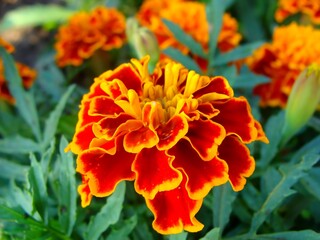 Beautiful marigolds. background