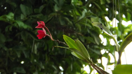 red flower in the garden