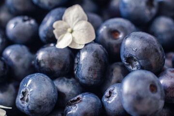 Ripe blueberries. Blueberries are in a vine basket with hydrangea flowers nearby