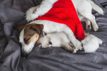 Small cat and a dog are sleeping on a bed under a Christmas hat