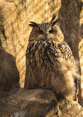 Great horned owl portrait in nature on rock background
