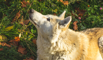 Close-up portrait white wolf in forest, profile view photo