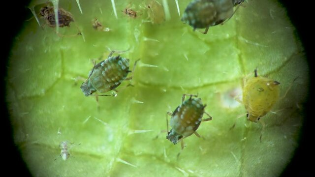 Aphid under a microscope, Aphididae - aphid superfamily (Aphidoidea, Hemiptera) on a cucumber leaf, many are dangerous pests of cultivated plants