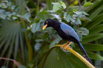 The Yucatan jay (Cyanocorax yucatanicus) is a species of bird in the family Corvidae
