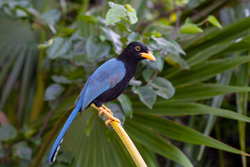 The Yucatan jay (Cyanocorax yucatanicus) is a species of bird in the family Corvidae