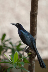 Great-tailed grackle.Filmed on the Yucatan Peninsula