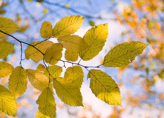 autumn hornbeam leaves