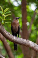 Great-tailed grackle.Filmed on the Yucatan Peninsula