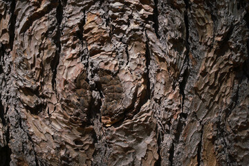 Tree bark texture background. High quality photo