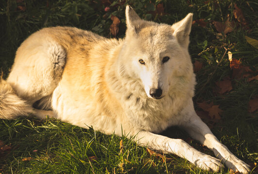 White wolf in sunset lights in nature close-up view portrait photo