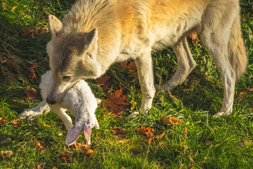 Fototapeta premium White wolf eating rabbit in forest in nature, prey in teeth close-up view, danger wildlife photo