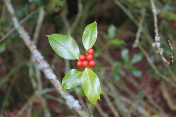 red berries on a branch
