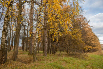 Fototapeta na wymiar birch trees with yellow leaves in autumn