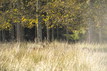 A deer is hinding in high grass, enjoying his freedom in the nature at a sunny day.