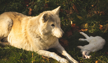 Obraz na płótnie Canvas White wolf with rabbit in nature, in forest, canine predator with prey, danger wildlife photo