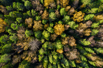 Directly above aerial drone full frame shot of green emerald pine forests and yellow foliage groves with beautiful texture of treetops. Beautiful fall season scenery. Mountains in autumn golden colors